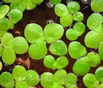 黄缘 环境_黄缘龟环境分享和饲养攻略_黄缘环境湿度怎么样合适